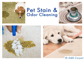 Pet Stain and Odor Removal - Brooklyn